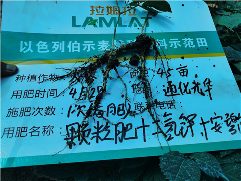 水溶肥，拉姆拉，翠姆
