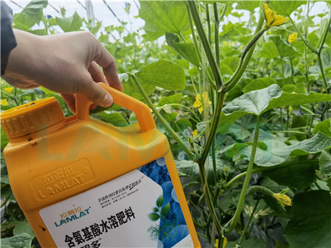生根劑，拉姆拉，翠姆