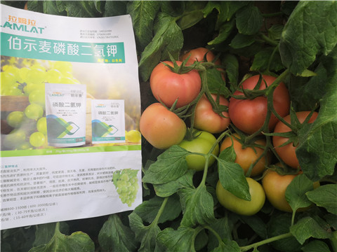 葉面肥，磷酸二氫鉀，鈣肥