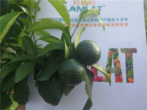 菌劑，水溶肥，