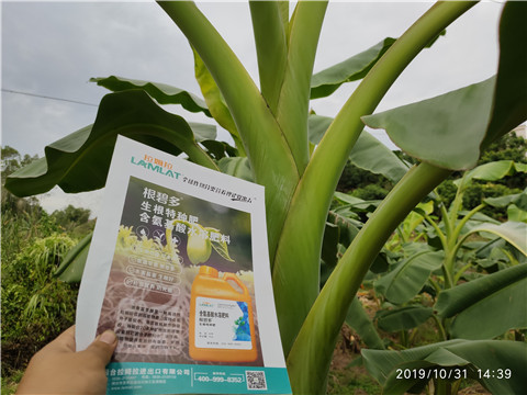 葉面肥，微生物菌劑，硼肥，水溶肥