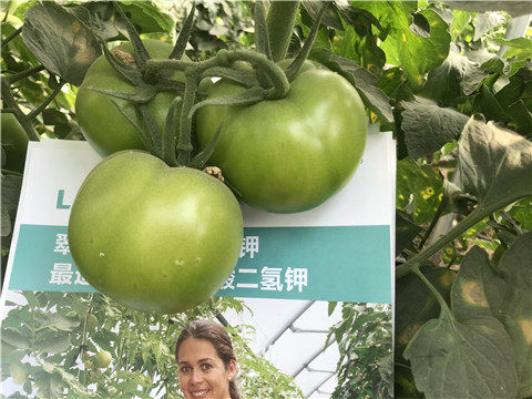 沖施肥，鈣肥