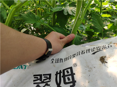 菌劑，拉姆拉