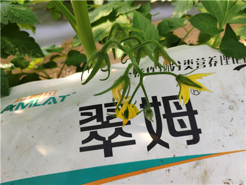 菌劑，拉姆拉