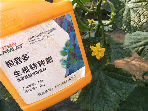 拉姆拉，根碧多，微生物菌劑