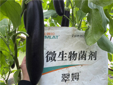 微生物菌劑，拉姆拉