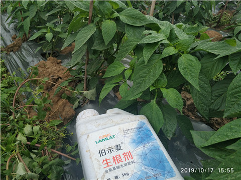 生根劑，伯示麥