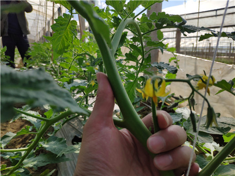 微生物菌劑 ，拉姆拉翠姆