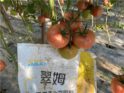 水溶肥，拉姆拉 