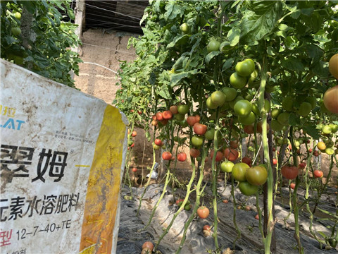 菌劑，水溶肥