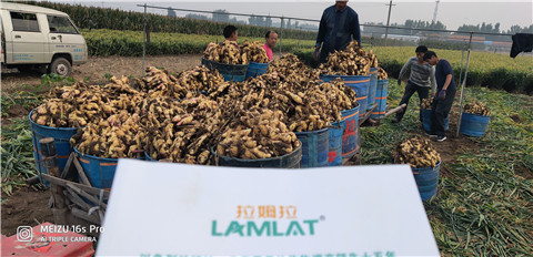 微生物菌劑，拉姆拉