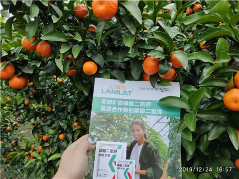 磷酸二氫鉀，葉面肥