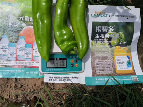 根碧多，拉姆拉
