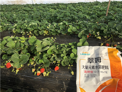 水溶肥，葉面肥，根碧多