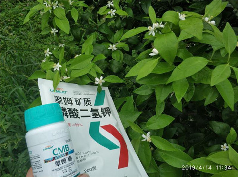 水溶肥，根碧多
