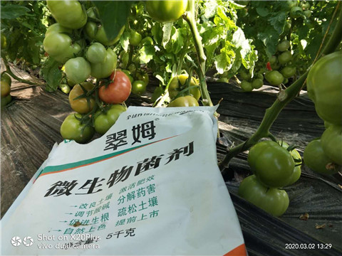 微生物菌劑，根碧多，磷酸二氫鉀