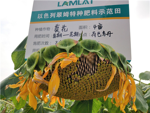 微生物菌劑，根碧多