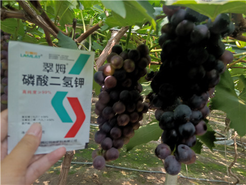 磷酸二氫鉀，葉面肥