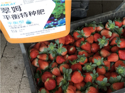 沖施肥，磷酸二氫鉀