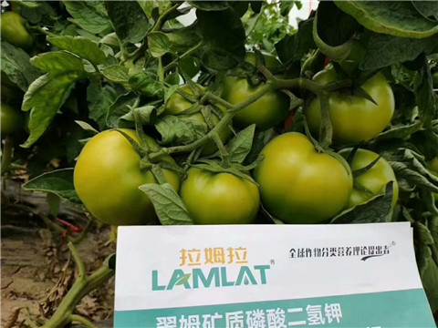 磷酸二氫鉀，鈣肥，水溶肥