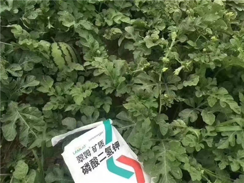 磷酸二氫鉀，硼肥，沖施肥