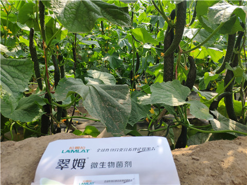 微生物菌劑，根碧多，水溶肥