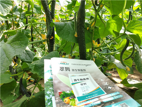 微生物菌劑，根碧多，水溶肥