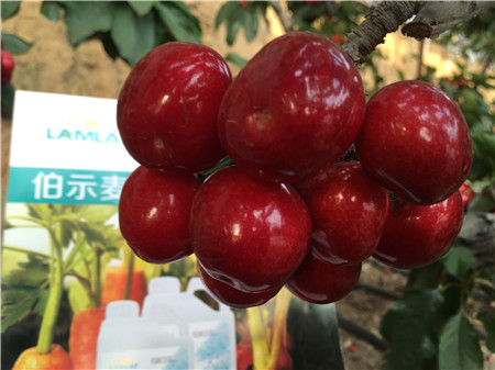 生根劑，微生物菌劑，拉姆拉，伯示麥