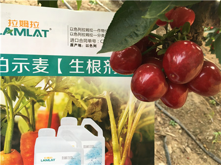 生根劑，微生物菌劑，拉姆拉，伯示麥