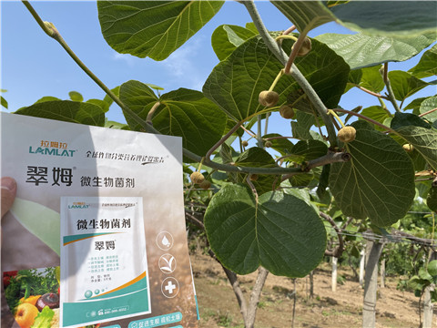 微生物菌劑，拉姆拉