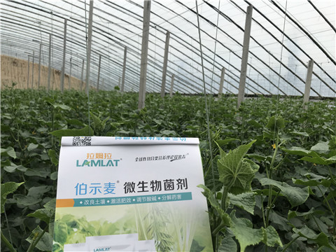 微生物菌劑，生根劑，拉姆拉