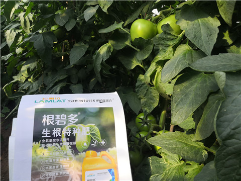 根碧多，拉姆拉