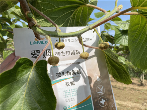 微生物菌劑，拉姆拉