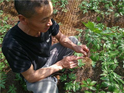 微生物菌劑，翠姆，拉姆拉