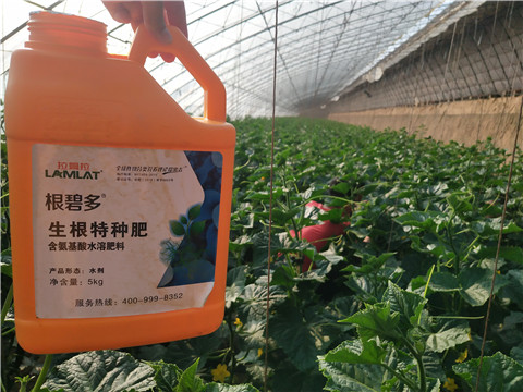 根碧多，拉姆拉