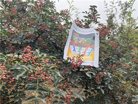 花椒種植，大量元素水溶肥，翠姆