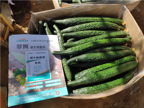 葉面肥，安碧解，除草劑藥害