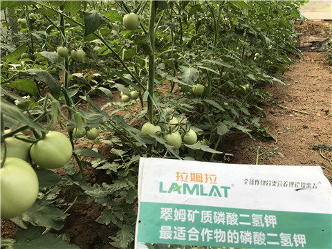 進(jìn)口水溶肥，拉姆拉，翠姆