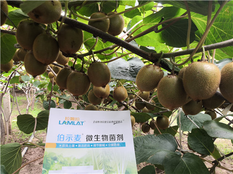 微生物菌劑，生根劑，伯示麥，拉姆拉