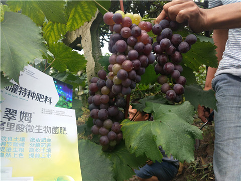 微生物菌劑，拉姆拉，翠姆