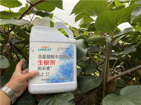 水溶肥，生根劑，微生物菌劑，伯示麥，拉姆拉