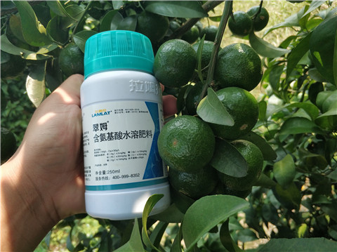 葉面肥，拉姆拉，翠姆