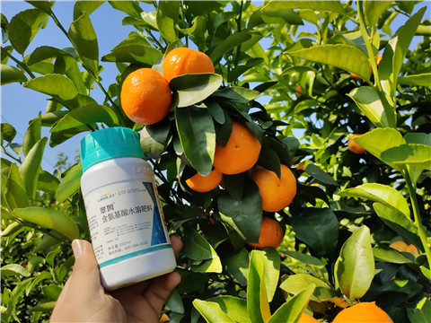 葉面肥，拉姆拉，翠姆