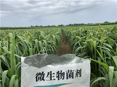 微生物菌劑，拉姆拉，翠姆