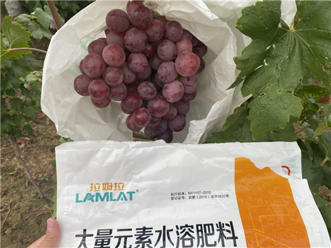 大量元素水溶肥，拉姆拉，翠姆
