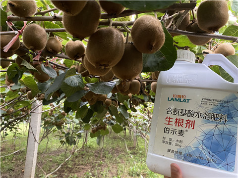 進口水溶肥，拉姆拉，伯示麥