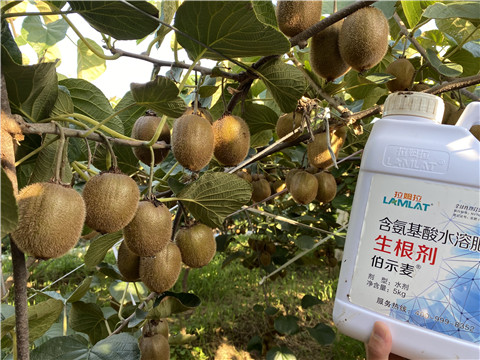 進口水溶肥，拉姆拉，伯示麥
