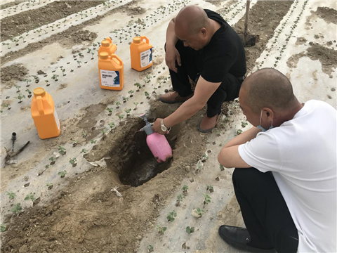 棉花，水溶肥，拉姆拉，翠姆