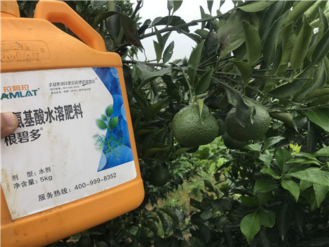 水溶肥，拉姆拉，翠姆