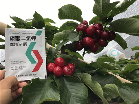 水溶肥，拉姆拉，翠姆